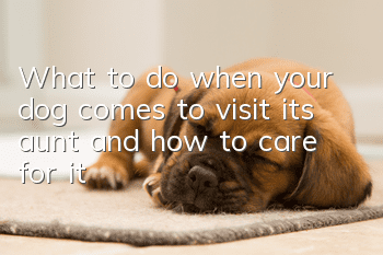 What to do when your dog comes to visit its aunt and how to care for it