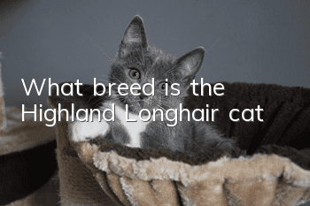 What breed is the Highland Longhair cat?