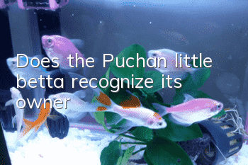 Does the Puchan little betta recognize its owner?