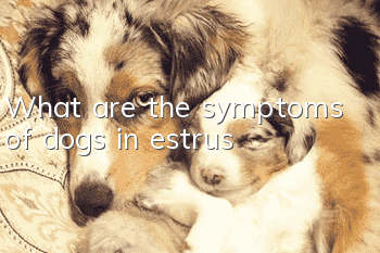 What are the symptoms of dogs in estrus?