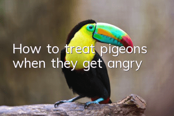 How to treat pigeons when they get angry