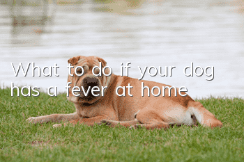 What to do if your dog has a fever at home