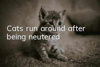 Cats run around after being neutered