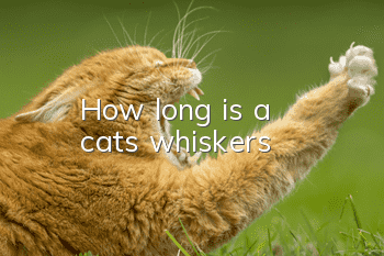 How long is a cat's whiskers?
