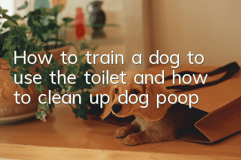 How to train a dog to use the toilet and how to clean up dog poop