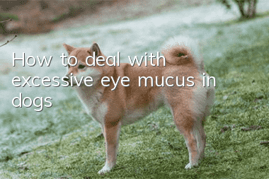 How to deal with excessive eye mucus in dogs