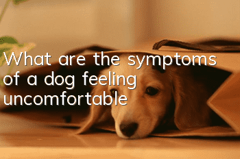 What are the symptoms of a dog feeling uncomfortable?
