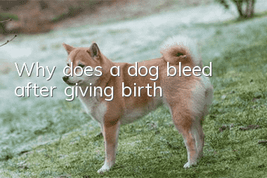 Why does a dog bleed after giving birth?