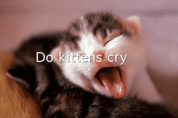 Do kittens cry?