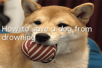How to save a dog from drowning