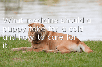 What medicine should a puppy take for a cold and how to care for it?