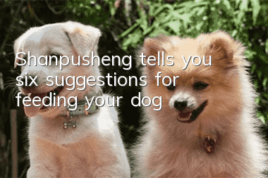 Shanpusheng tells you six suggestions for feeding your dog