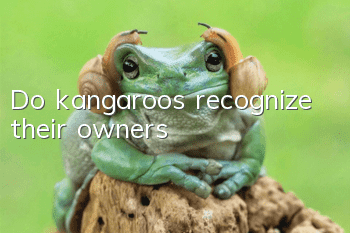 Do kangaroos recognize their owners?