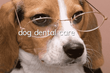 dog dental care