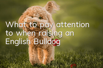 What to pay attention to when raising an English Bulldog