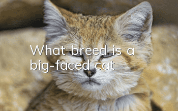 What breed is a big-faced cat?
