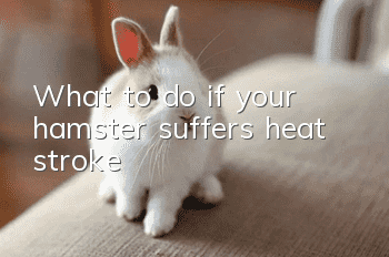 What to do if your hamster suffers heat stroke