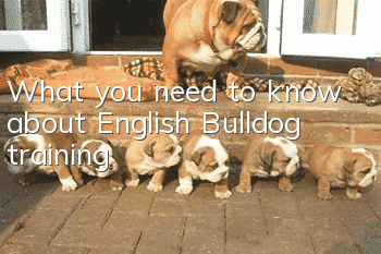What you need to know about English Bulldog training