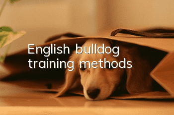 English bulldog training methods
