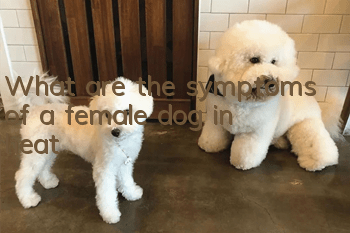 What are the symptoms of a female dog in heat?