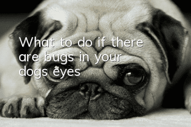 What to do if there are bugs in your dog’s eyes
