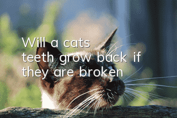 Will a cat's teeth grow back if they are broken?