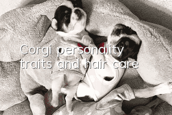Corgi personality traits and hair care