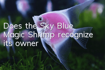 Does the Sky Blue Magic Shrimp recognize its owner?