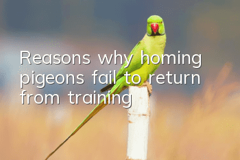 Reasons why homing pigeons fail to return from training