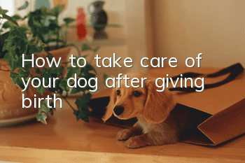 How to take care of your dog after giving birth