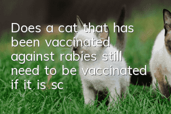 Does a cat that has been vaccinated against rabies still need to be vaccinated if it is scratched?