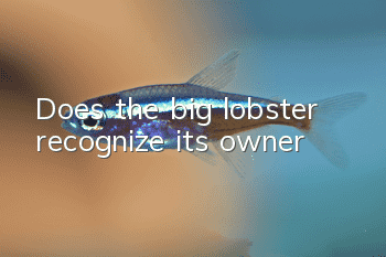 Does the big lobster recognize its owner?