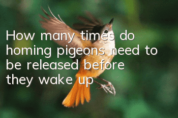 How many times do homing pigeons need to be released before they wake up?