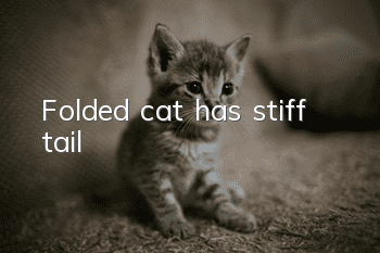 Folded cat has stiff tail
