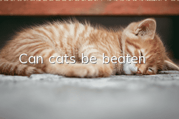 Can cats be beaten?