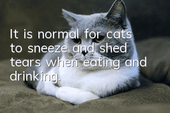It is normal for cats to sneeze and shed tears when eating and drinking.