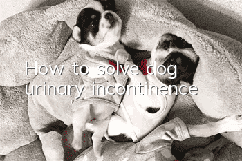 How to solve dog urinary incontinence
