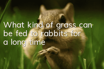 What kind of grass can be fed to rabbits for a long time?