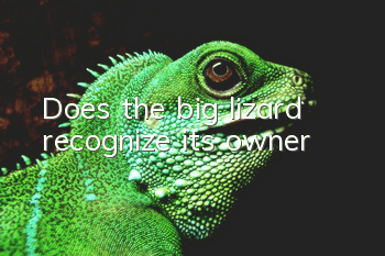Does the big lizard recognize its owner?