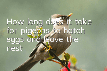 How long does it take for pigeons to hatch eggs and leave the nest?