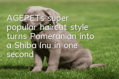 AGEPET's super popular haircut style turns Pomeranian into a Shiba Inu in one second
