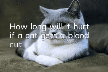 How long will it hurt if a cat gets a blood cut?