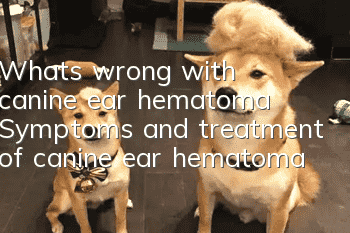 What's wrong with canine ear hematoma? Symptoms and treatment of canine ear hematoma