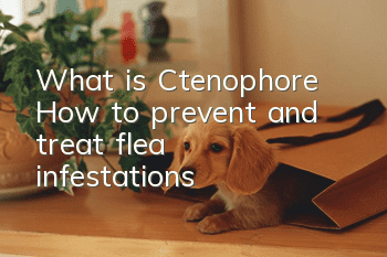 What is Ctenophore? How to prevent and treat flea infestations