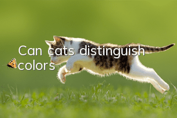Can cats distinguish colors?
