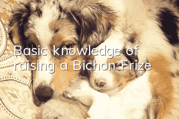 Basic knowledge of raising a Bichon Frize