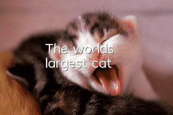 The world's largest cat