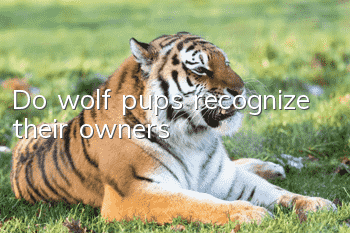 Do wolf pups recognize their owners?