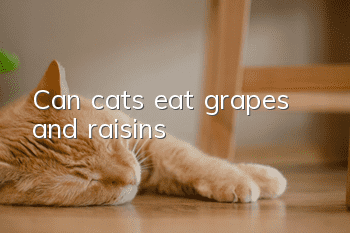 Can cats eat grapes and raisins?