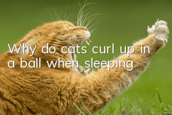 Why do cats curl up in a ball when sleeping?